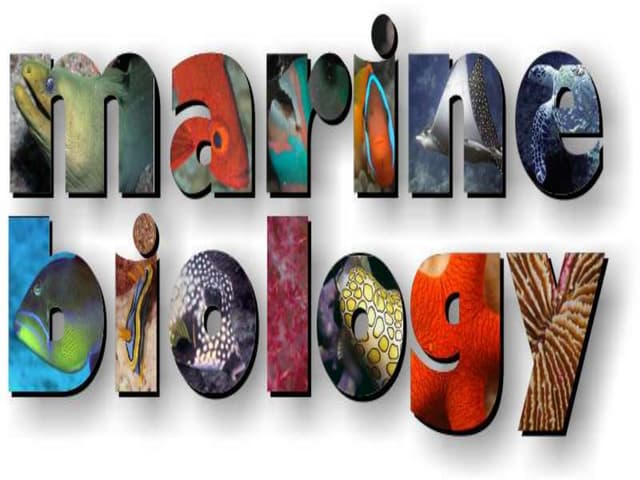 marine-biologist-without-video-power-point