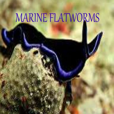 Marine flatworms