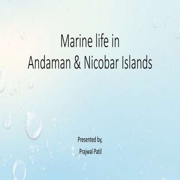Marine life of andaman and nicobar