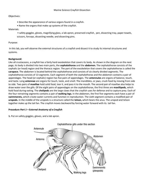 Dissection of internal organs of fish | PPTX