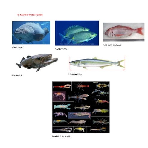 Marine water fishes