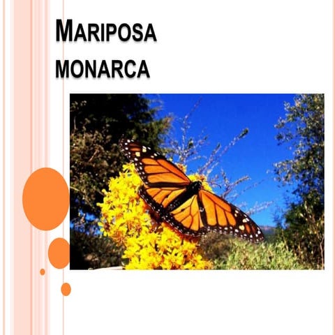 Mariposa monarca entrevista