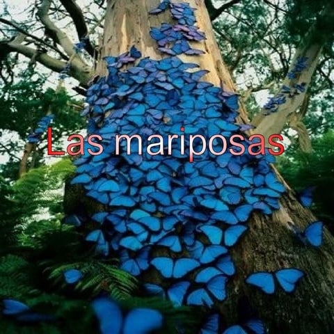 VIDA DE LAS MARIPOSAS INFOGRAFIA DE METAMORFOSIS...docx