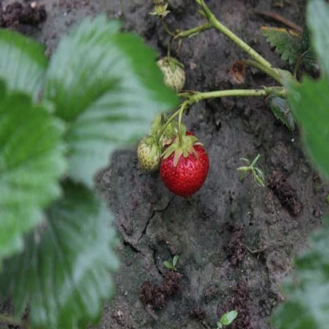 Marka slaskie maleogrodki-prezentacja