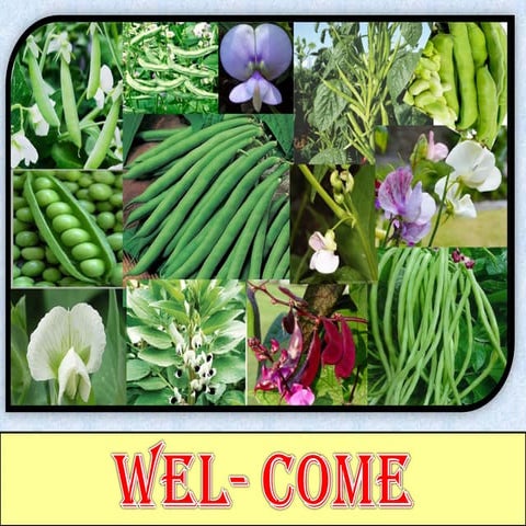 Marker assisted selection in legume crops