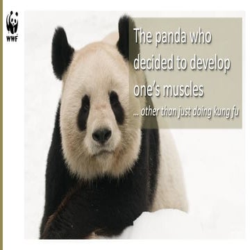 Marketing day 2012: l'histoire d'un panda qui se muscle - Serge Schmitz