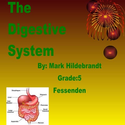 Mark hildebrandt the digestive system slides