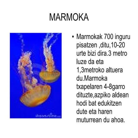 marmoka-odp