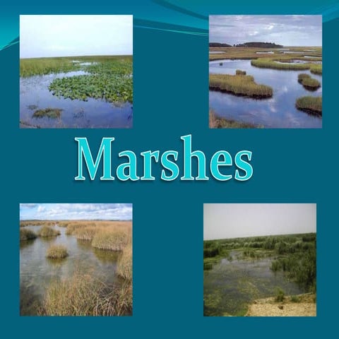 Miss Campolongo's Period 5 :Marsh