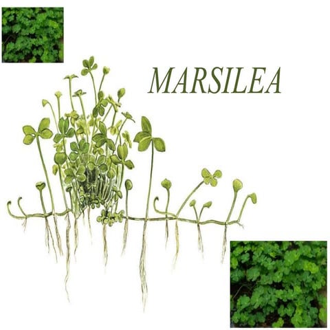 Marsilea.pptx