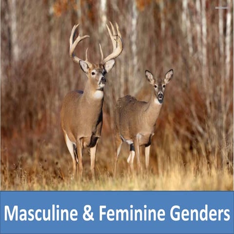 Masculine And Feminine Genders