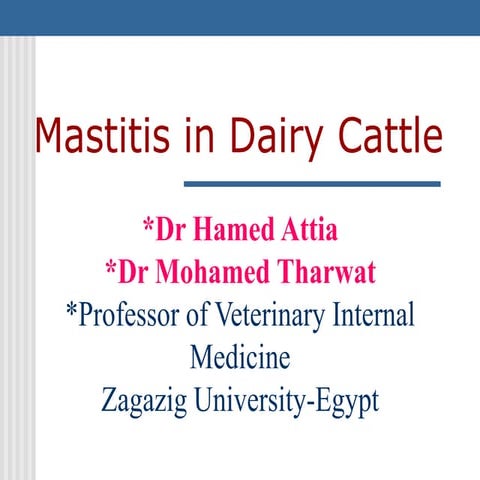 Mastitis in dairy cattle causes and treatment