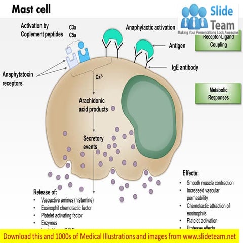 Mast cell medical images for power point