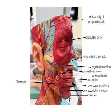Comprehensive Overview of Facial and Neck Muscles with Vascular and ...