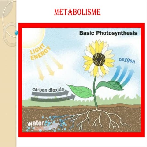 Materi bab 2 metabolisme; sifat-sifat enzim; enzim katalase.pptx