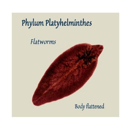 Materi kul. bio aver (platyhelminthes)