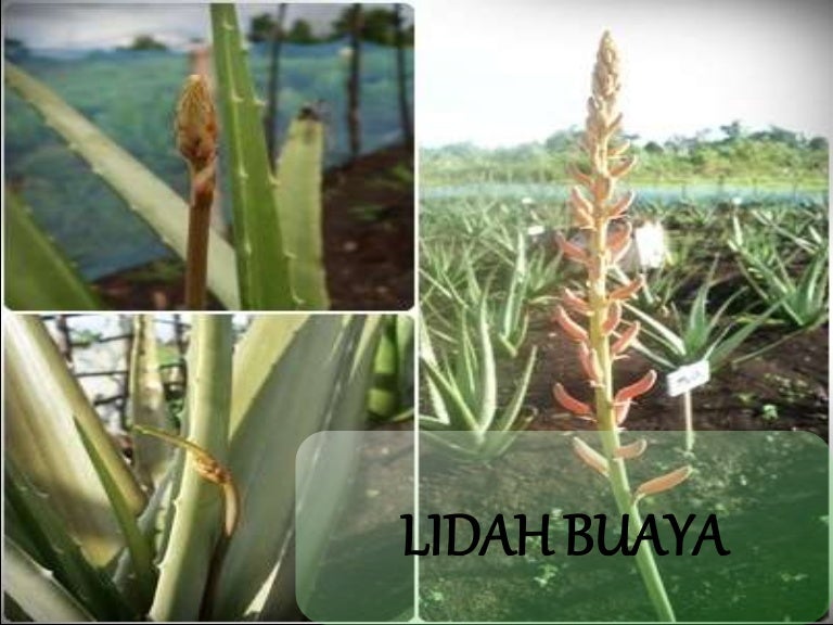 Lidah Buaya Aloevera