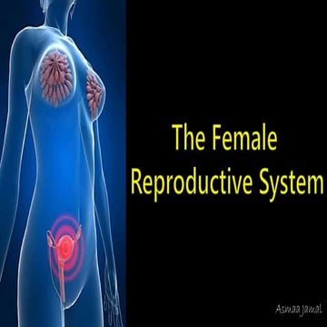 The female reproductive system