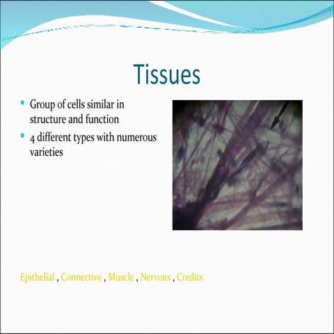 Histology Slides.ppt