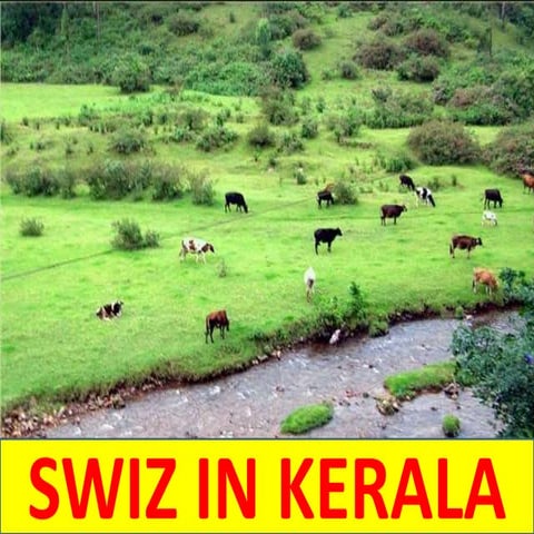 Mattupetty Indo Swiz Project - Munnar, Dairy Farm