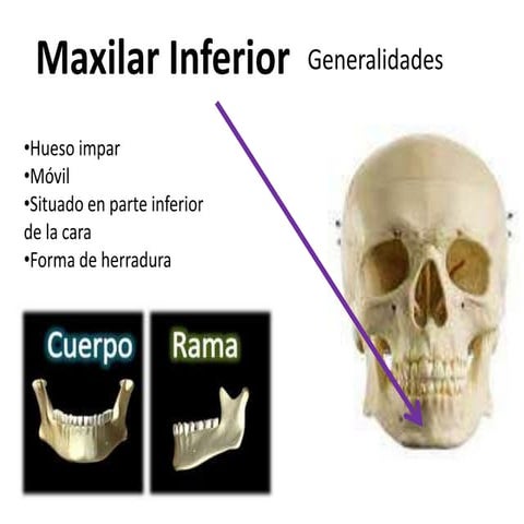 Maxilar inferior | PPTX
