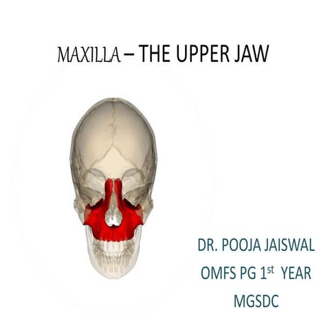 maxilla, development and clinical corelation.pptx