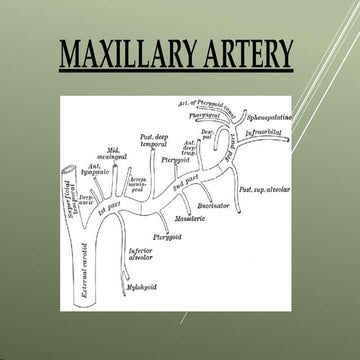 maxillaryarter pptx
