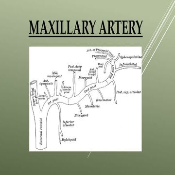 Maxillary artery