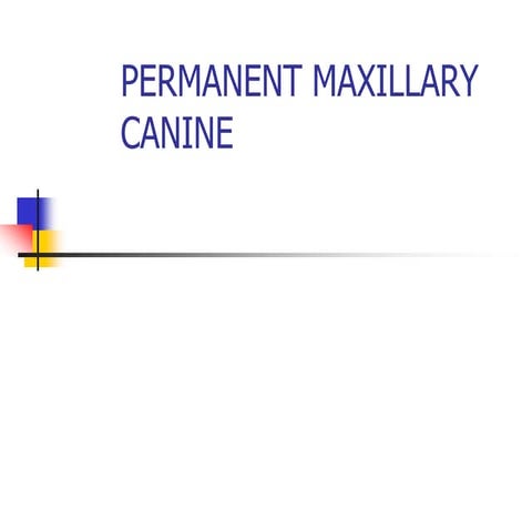 Permamnet Maxillary Canine PowerPoint presentation