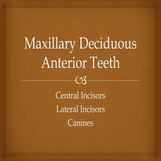 Maxillary deciduous anterior teeth