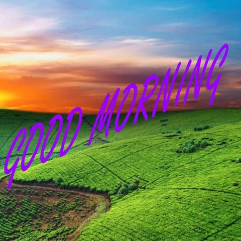 Maxillary permenent lateral  incisor