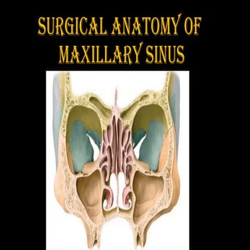 Comprehensive Surgical Anatomy and Clinical Overview of the Maxillary ...