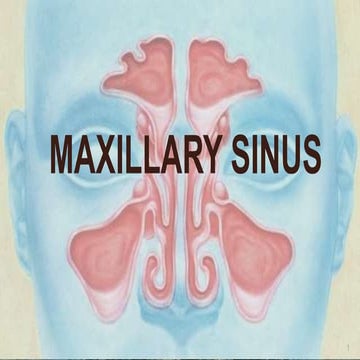 Maxillary sinus
