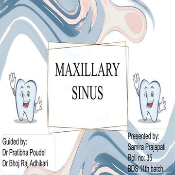 maxillary sinus anatomy histology oralbio