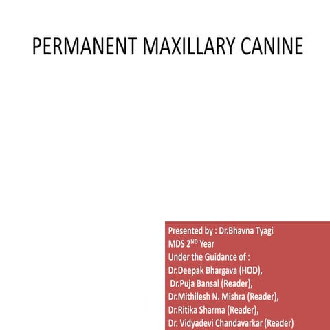 Maxillary permanent canine