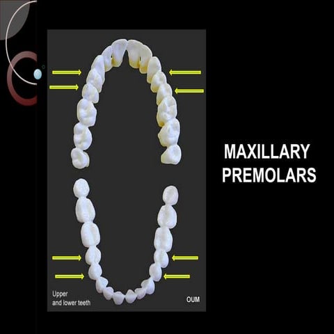 Maxillary Premolars | PPT