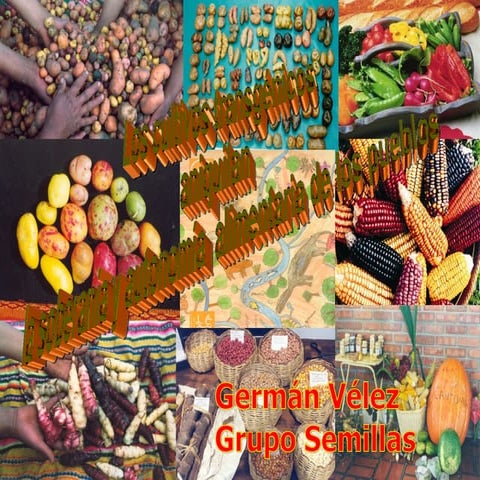 Maíz y algodón  gm 16. un. catedra mutis