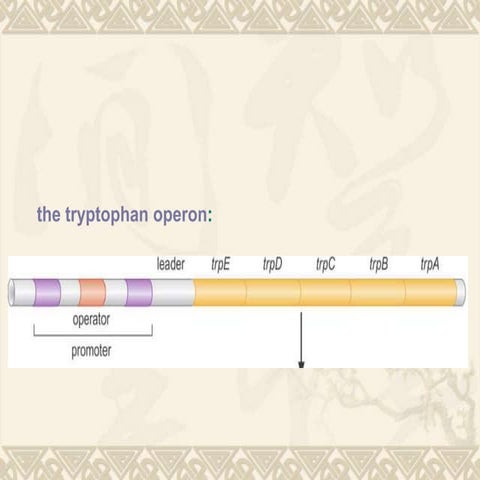 Trp operon