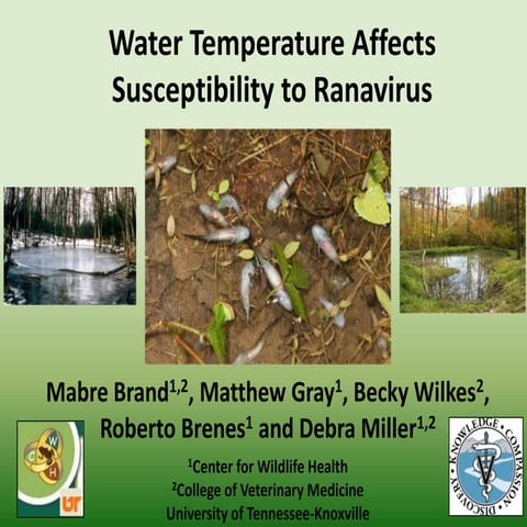 Water temperatures affects susceptibility to ranavirus