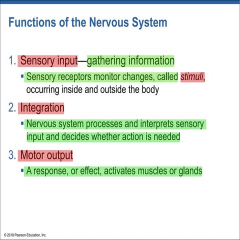 Anatomy-Physiol-Lecture08-Nervous-System