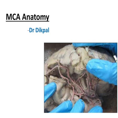 middle cerebral artery anatomy