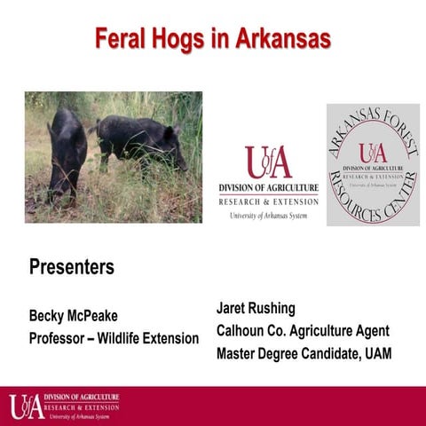Wild boars keynote | PPT