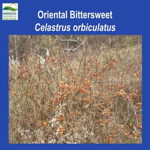 Oriental Bittersweet | PPT