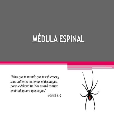 Metameras y desarrollo embrionario | PPTX