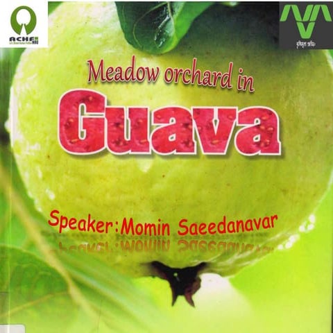 Meadow orchrad in_guava