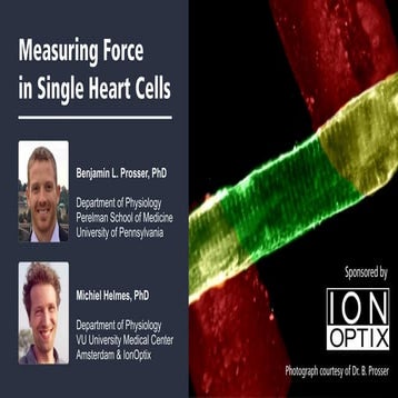 Measuring Force in Single Heart Cells