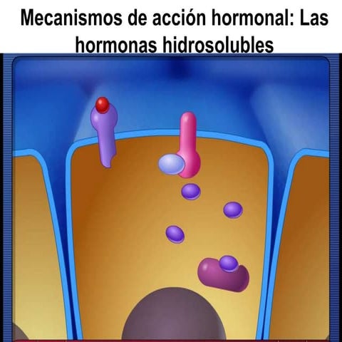 Mecanismos de acción hormonal: hormonas hidrosolubles