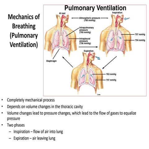 Mechanics_of_Breathing_(Pulmonary Ventilation)_Physiology_16-11-2018.pdf