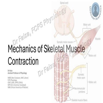 Skeletal Muscle excitation and contraction | PDF