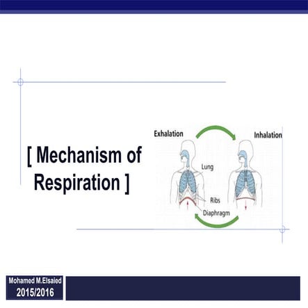 Mechanism of-respiration